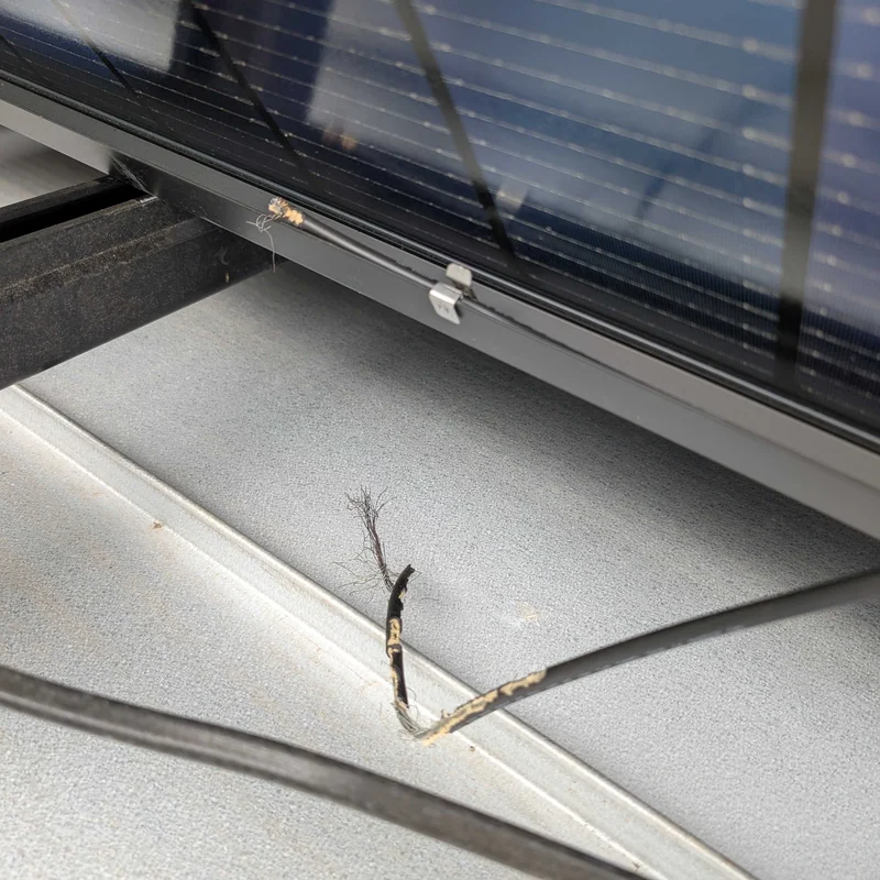 chewed wiring solar panel critters