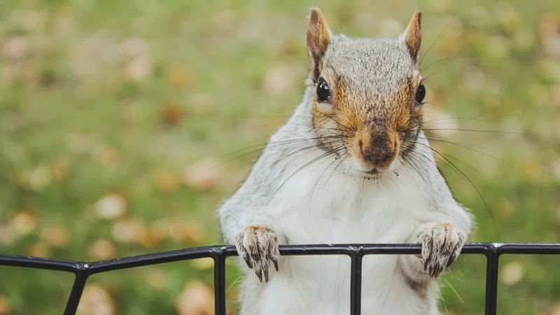 Squirrel looking menacingly before attacking a solar panel
